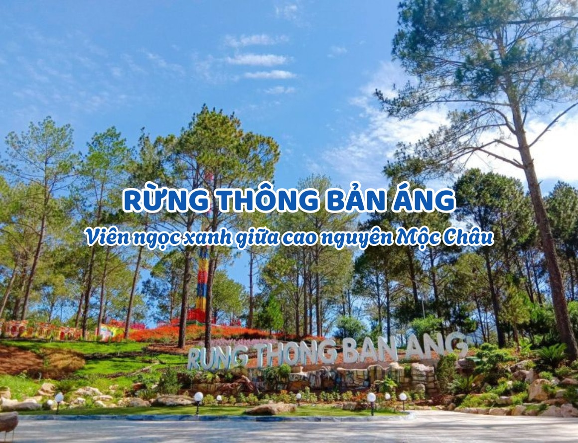 Rừng Thông Bản Áng – Viên ngọc xanh giữa cao nguyên Mộc Châu