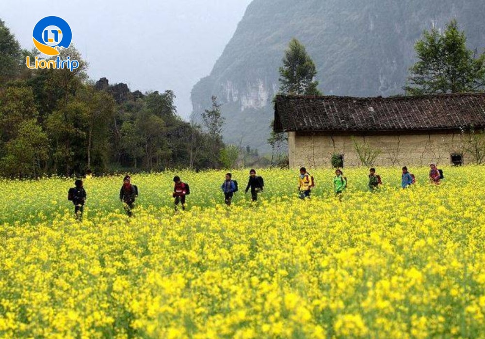 Sắc vàng óng ả của những cánh đồng cải