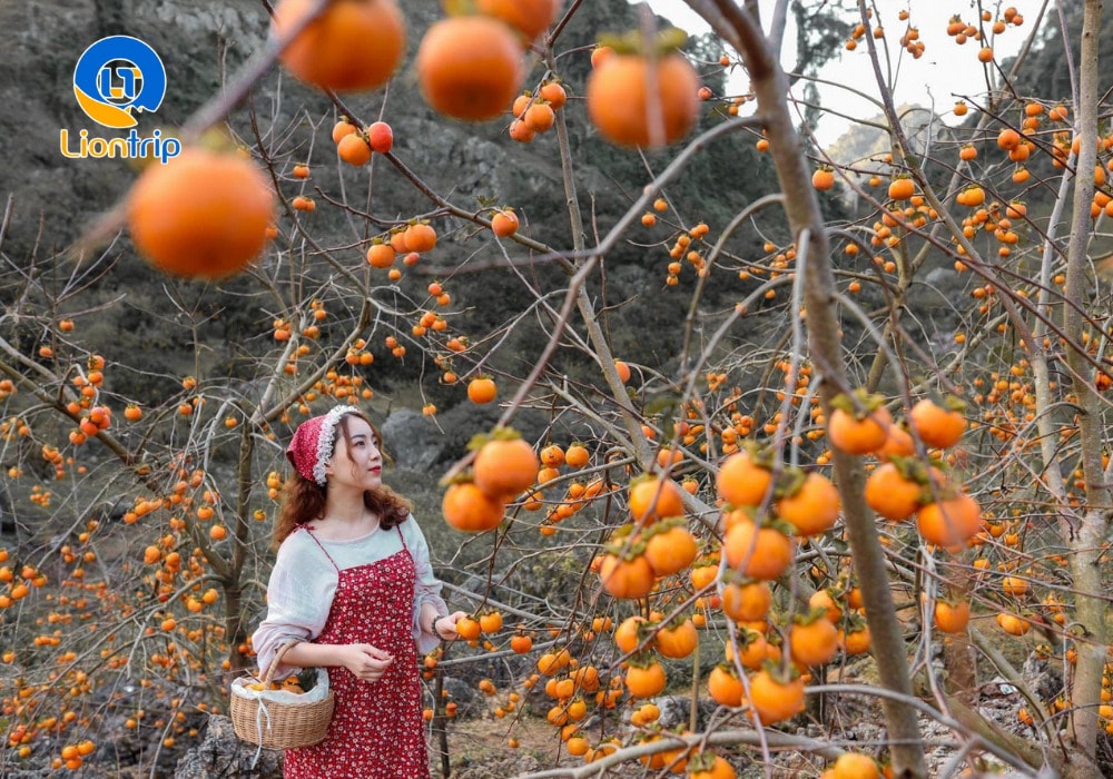 Thời điểm đẹp nhất để ngắm hồng chín là từ giữa tháng 10 đến đầu tháng 11 Thời điểm đẹp nhất để ngắm hồng chín là từ giữa tháng 10 đến đầu tháng 11