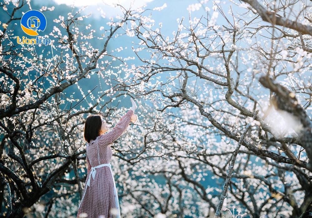 Thung lũng mận Nà Ka