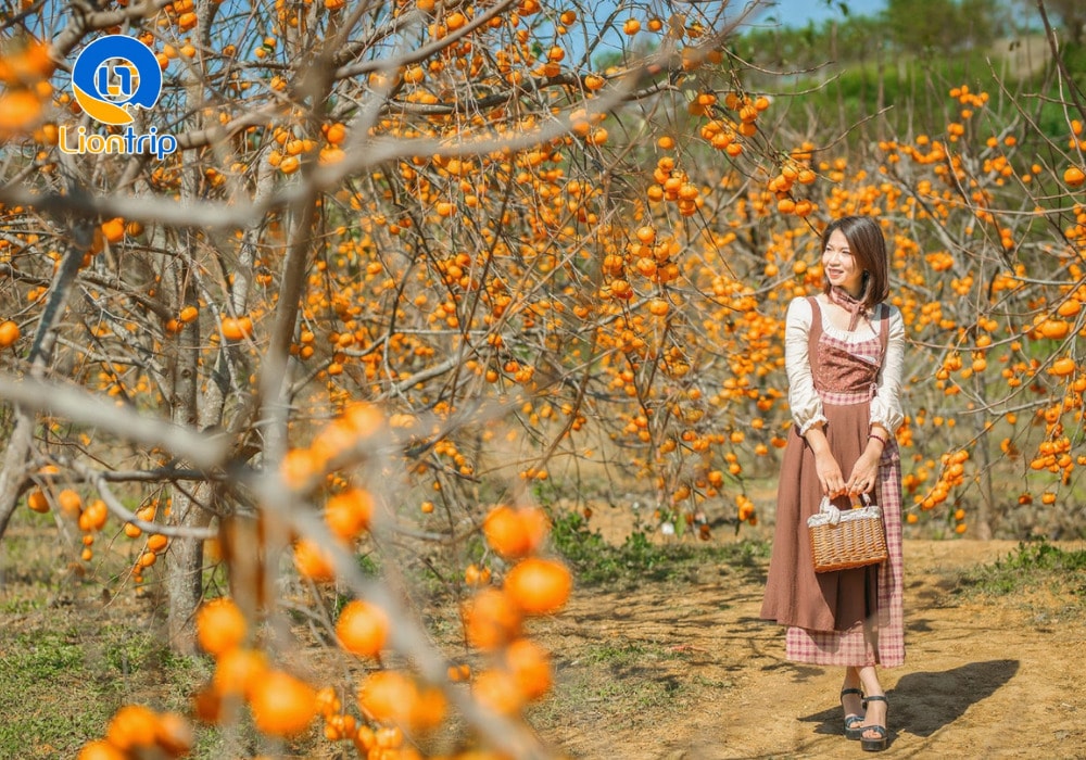 Thung lũng Nà Ka là địa điểm nổi tiếng bậc nhất khi nhắc đến mùa hồng chín Mộc Châu Thung lũng Nà Ka là địa điểm nổi tiếng bậc nhất khi nhắc đến mùa hồng chín Mộc Châu