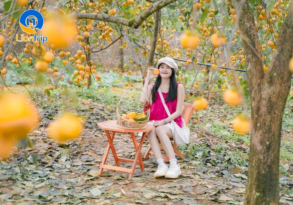 Tips sống ảo đẹp ở mùa hồng chín Mộc Châu Tips sống ảo đẹp ở mùa hồng chín Mộc Châu