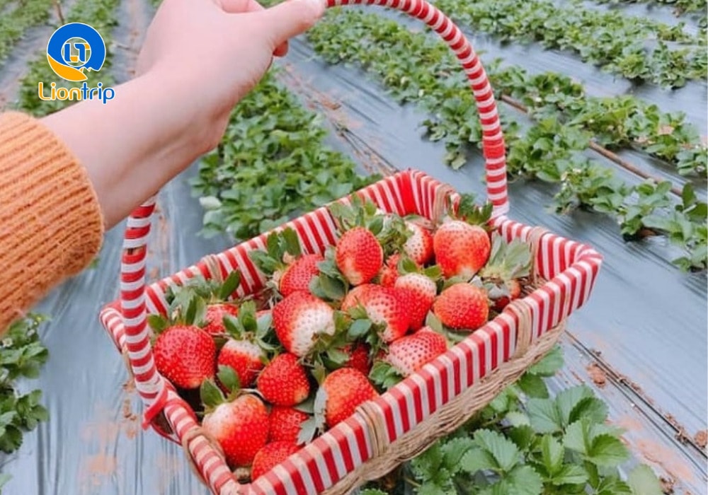 Trải nghiệm dâu tây tại Chimi Farm Trải nghiệm dâu tây tại Chimi Farm